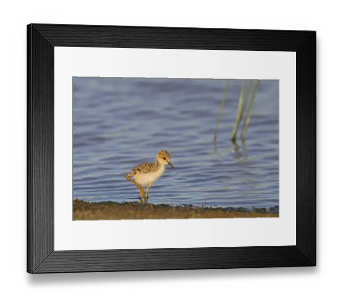 Framed Print : Black-winged Stilt (Himantopus himantopus) chick, foraging in shallow water, Castilla y Leon, Spain, June Framed Print : Black-winged Stilt (Himantopus himantopus) chick, foraging in shallow water, Castilla y Leon, Spain, June