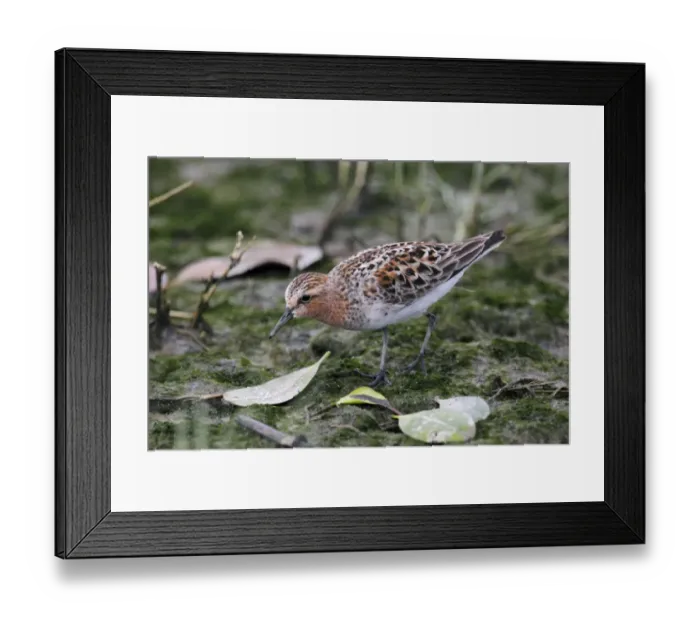 Framed Print : Red-necked Stint (Calidris ruficollis) adult, breeding plumage, walking on mud, Mai Po Marshes Reserve, Deep Bay Framed Print : Red-necked Stint (Calidris ruficollis) adult, breeding plumage, walking on mud, Mai Po Marshes Reserve, Deep Bay