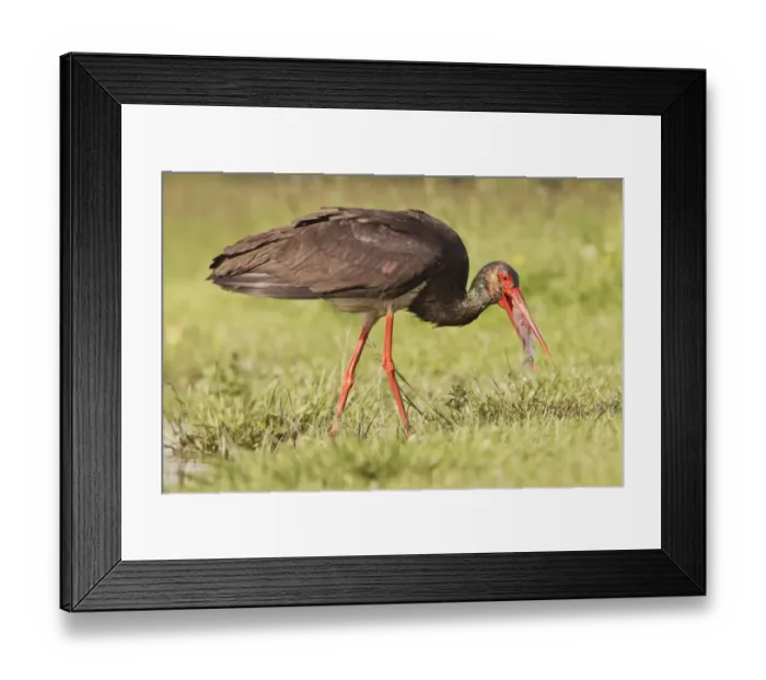 Framed Print : Black Stork (Ciconia nigra) adult, with fish in beak, walking at edge of water, Hortobagy N. P. Hungary, April Framed Print : Black Stork (Ciconia nigra) adult, with fish in beak, walking at edge of water, Hortobagy N. P. Hungary, April