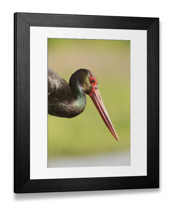 Framed Print : Black Stork (Ciconia nigra) adult, close-up of head and neck, Hortobagy N. P. Hungary, April Framed Print : Black Stork (Ciconia nigra) adult, close-up of head and neck, Hortobagy N. P. Hungary, April
