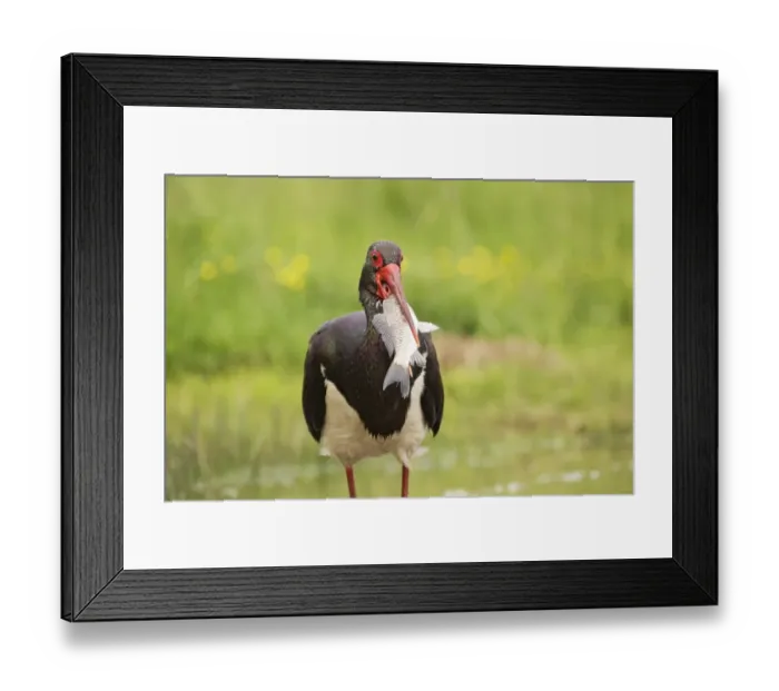 Framed Print : Black Stork (Ciconia nigra) adult, with fish in beak, Hortobagy N. P. Hungary, April Framed Print : Black Stork (Ciconia nigra) adult, with fish in beak, Hortobagy N. P. Hungary, April