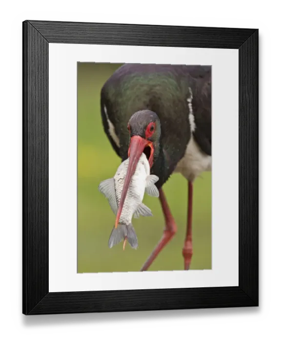 Framed Print : Black Stork (Ciconia nigra) adult, close-up of head, with fish in beak, Hortobagy N. P. Hungary, April