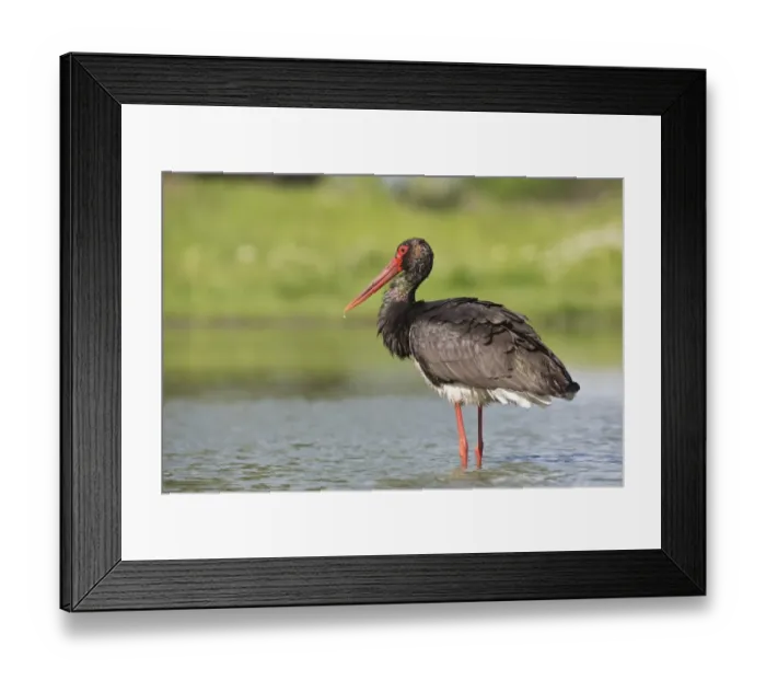 Framed Print : Black Stork (Ciconia nigra) adult, standing in water, Hortobagy N. P. Hungary, April Framed Print : Black Stork (Ciconia nigra) adult, standing in water, Hortobagy N. P. Hungary, April