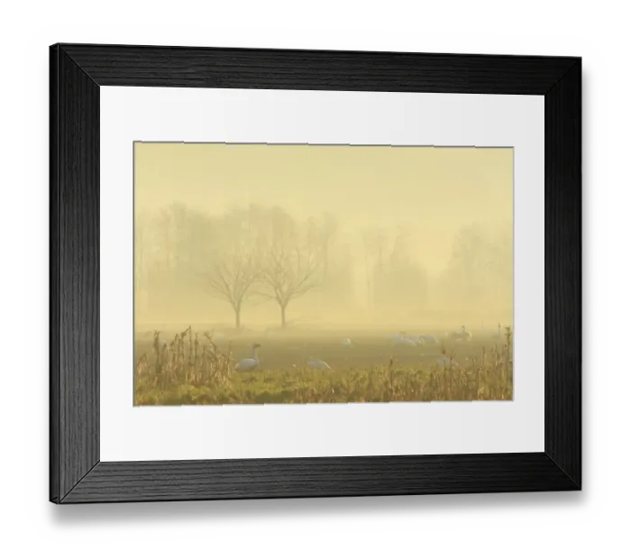Framed Print : Trumpeter Swan (Cygnus buccinator) flock, feeding on field in mist at dawn, Courtenay, British Columbia, Canada Framed Print : Trumpeter Swan (Cygnus buccinator) flock, feeding on field in mist at dawn, Courtenay, British Columbia, Canada