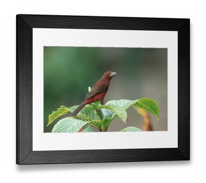 Framed Print : Silver-beaked Tanager (Ramphocelus carbo) immature male, perched on leaves, Trinidad, Trinidad and Tobago, March Framed Print : Silver-beaked Tanager (Ramphocelus carbo) immature male, perched on leaves, Trinidad, Trinidad and Tobago, March