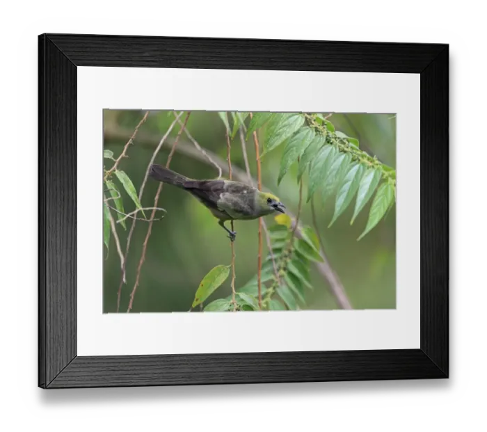 Framed Print : Palm Tanager (Thraupis palmarum) adult, with beak open, perched on stem, Trinidad, Trinidad and Tobago, April Framed Print : Palm Tanager (Thraupis palmarum) adult, with beak open, perched on stem, Trinidad, Trinidad and Tobago, April