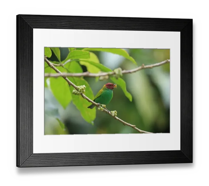 Framed Print : Bay-headed Tanager (Tangara gyrola) adult, feeding on fruit, Trinidad, Trinidad and Tobago, March Framed Print : Bay-headed Tanager (Tangara gyrola) adult, feeding on fruit, Trinidad, Trinidad and Tobago, March