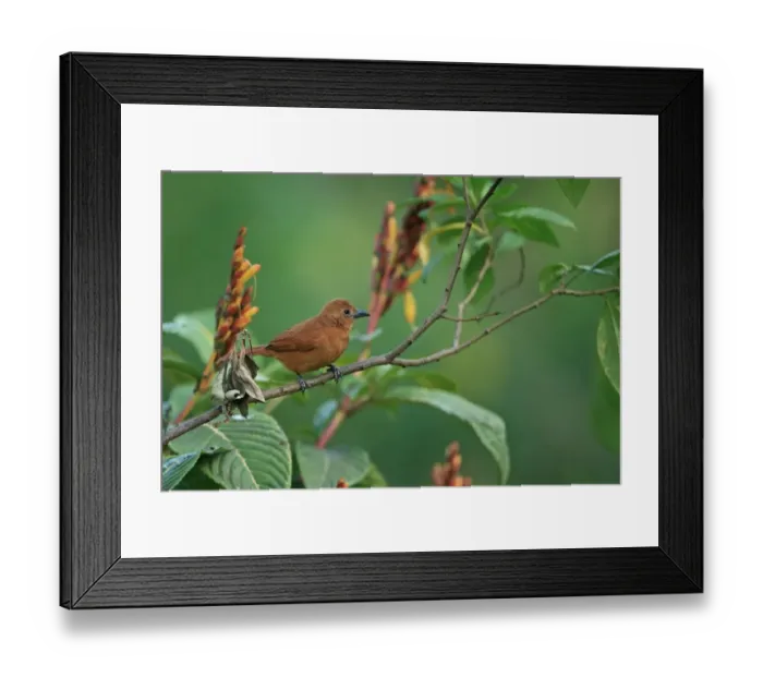 Framed Print : White-lined Tanager (Tachyphonus rufus) adult female, perched on twig, Trinidad and Tobago, March Framed Print : White-lined Tanager (Tachyphonus rufus) adult female, perched on twig, Trinidad and Tobago, March