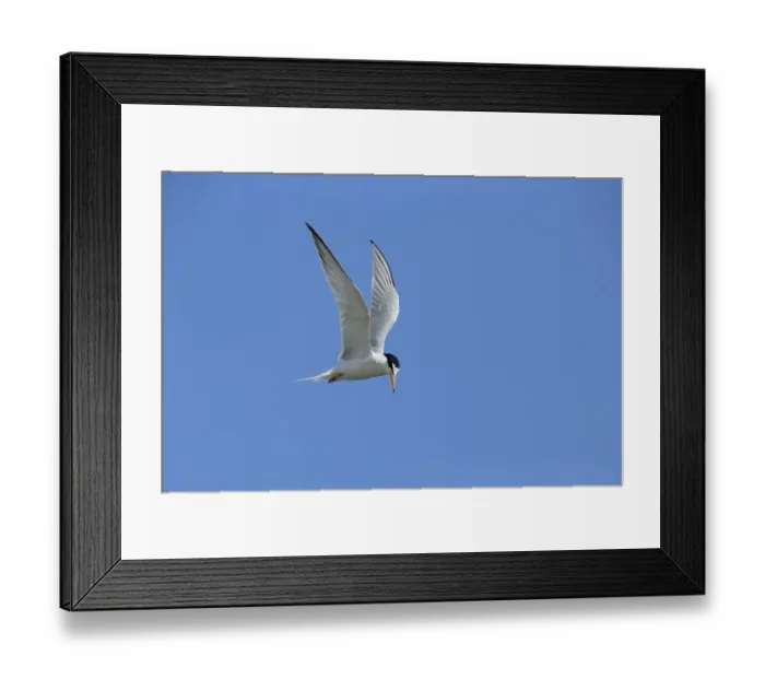 Framed Print : Little Tern (Sterna albifrons) adult, breeding plumage, in flight, Lesvos, Greece, May Framed Print : Little Tern (Sterna albifrons) adult, breeding plumage, in flight, Lesvos, Greece, May