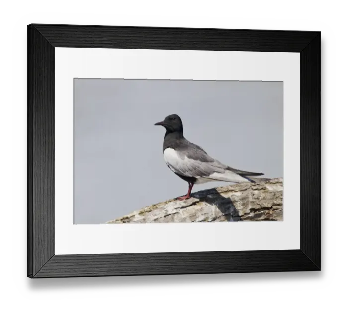 Framed Print : White-winged Black Tern (Chlidonias leucoptera) adult, breeding plumage, calling, standing on branch, Hortobagy N. P Framed Print : White-winged Black Tern (Chlidonias leucoptera) adult, breeding plumage, calling, standing on branch, Hortobagy N. P