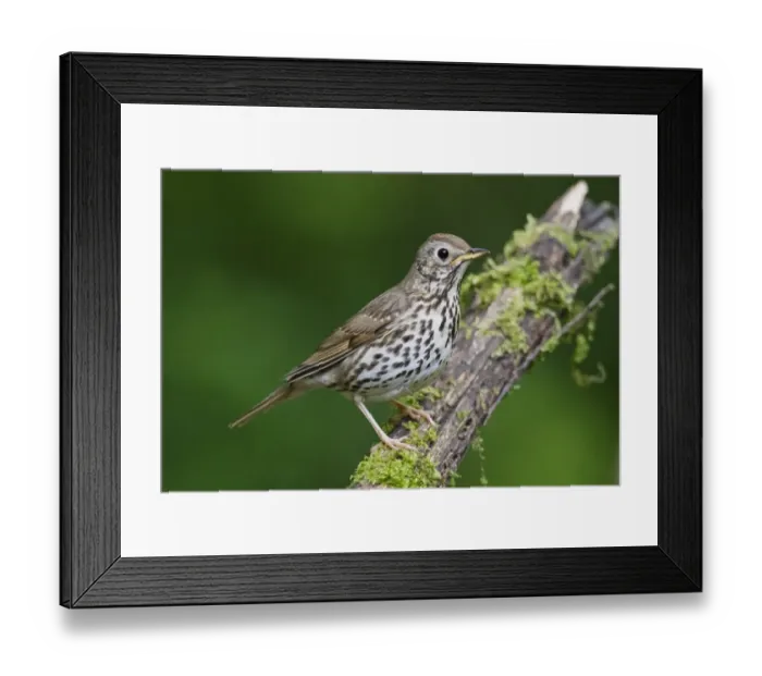 Framed Print : Song Thrush (Turdus philomelos) adult, perched on branch in woodland, Debrecen, Hungary, April Framed Print : Song Thrush (Turdus philomelos) adult, perched on branch in woodland, Debrecen, Hungary, April