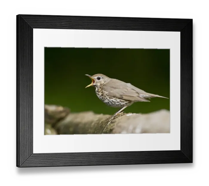 Framed Print : Song Thrush (Turdus philomelos) adult, calling, standing on log at pool in woodland, Debrecen, Hungary, April Framed Print : Song Thrush (Turdus philomelos) adult, calling, standing on log at pool in woodland, Debrecen, Hungary, April