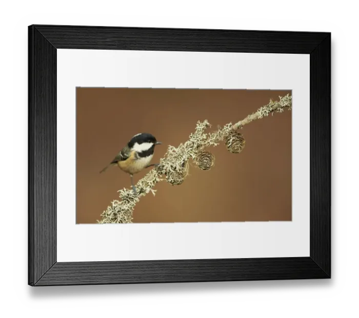 Framed Print : Coal Tit (Periparus ater) adult, perched on lichen covered twig, Cairngorms, Highlands, Scotland, January Framed Print : Coal Tit (Periparus ater) adult, perched on lichen covered twig, Cairngorms, Highlands, Scotland, January