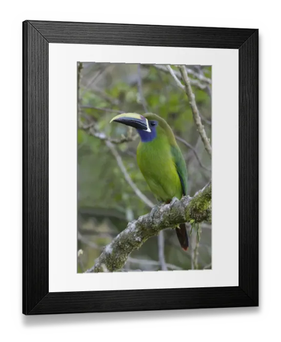 Framed Print : Emerald Toucanet (Aulacorhynchus prasinus) adult, perched on branch, Monteverde, Costa Rica, January Framed Print : Emerald Toucanet (Aulacorhynchus prasinus) adult, perched on branch, Monteverde, Costa Rica, January