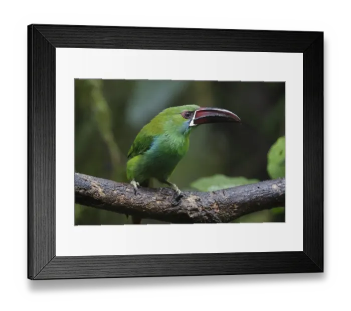 Framed Print : Crimson-rumped Toucanet (Aulacorhynchus haematopygus) adult, perched on branch, Paz des Aves, Mindo, Andes Framed Print : Crimson-rumped Toucanet (Aulacorhynchus haematopygus) adult, perched on branch, Paz des Aves, Mindo, Andes