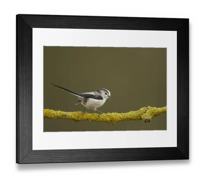 Framed Print : Long-tailed Tit (Aegithalos caudatus) adult, perched on lichen covered twig, Shropshire, England, December Framed Print : Long-tailed Tit (Aegithalos caudatus) adult, perched on lichen covered twig, Shropshire, England, December
