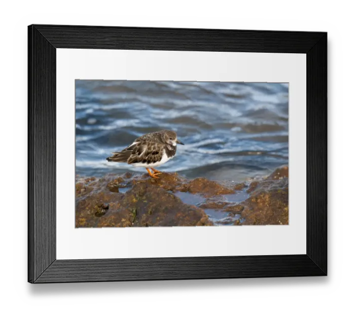 Framed Print : Ruddy Turnstone (Arenaria interpres) adult, non-breeding plumage, standing on rocks at coast, Hopeman, Morayshire Framed Print : Ruddy Turnstone (Arenaria interpres) adult, non-breeding plumage, standing on rocks at coast, Hopeman, Morayshire