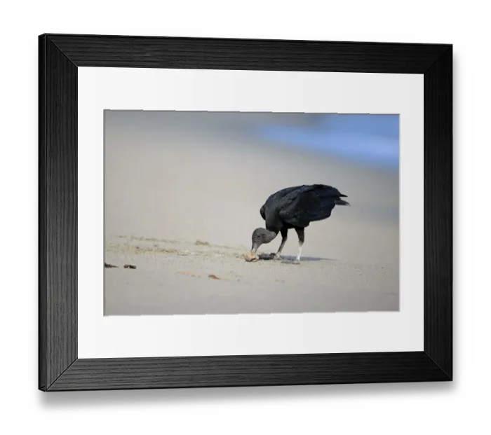 Framed Print : American Black Vulture (Coragyps atratus) adult, feeding on sea turtle egg, standing on sandy beach, Trinidad Framed Print : American Black Vulture (Coragyps atratus) adult, feeding on sea turtle egg, standing on sandy beach, Trinidad