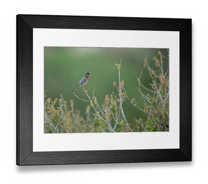 Framed Print : Eastern Subalpine Warbler (Sylvia cantillans albistriata) adult male, perched on twig, Lesvos, Greece, April Framed Print : Eastern Subalpine Warbler (Sylvia cantillans albistriata) adult male, perched on twig, Lesvos, Greece, April