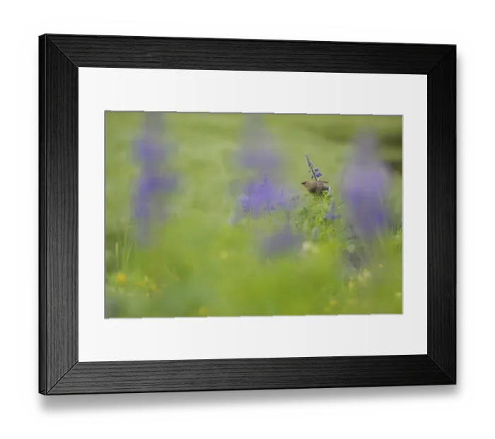 Framed Print : Cedar Waxwing (Bombycilla cedrorum) adult, perched on Nootka Lupin (Lupinus nootkatensis) Framed Print : Cedar Waxwing (Bombycilla cedrorum) adult, perched on Nootka Lupin (Lupinus nootkatensis)