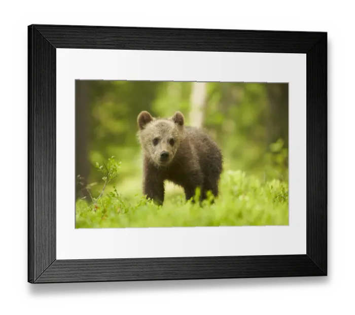 Framed Print : European Brown Bear (Ursus arctos arctos) cub, walking amongst bilberry in boreal forest, Finland, June Framed Print : European Brown Bear (Ursus arctos arctos) cub, walking amongst bilberry in boreal forest, Finland, June