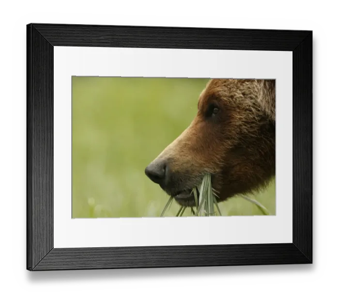 Framed Print : Grizzly Bear (Ursus arctos horribilis) adult, close-up of head, feeding on sedges in clearing of temperate coastal