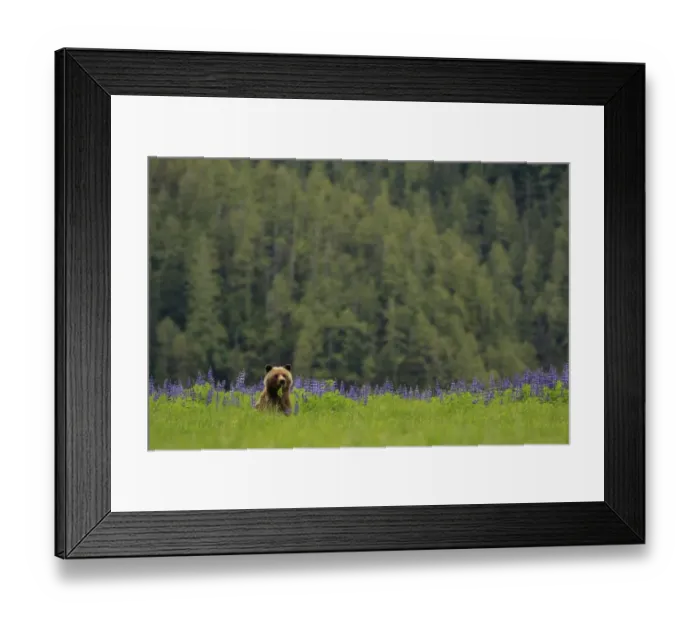 Framed Print : Grizzly Bear (Ursus arctos horribilis) adult, feeding on leaves, beside Nootka Lupin (Lupinus nootkatensis) Framed Print : Grizzly Bear (Ursus arctos horribilis) adult, feeding on leaves, beside Nootka Lupin (Lupinus nootkatensis)