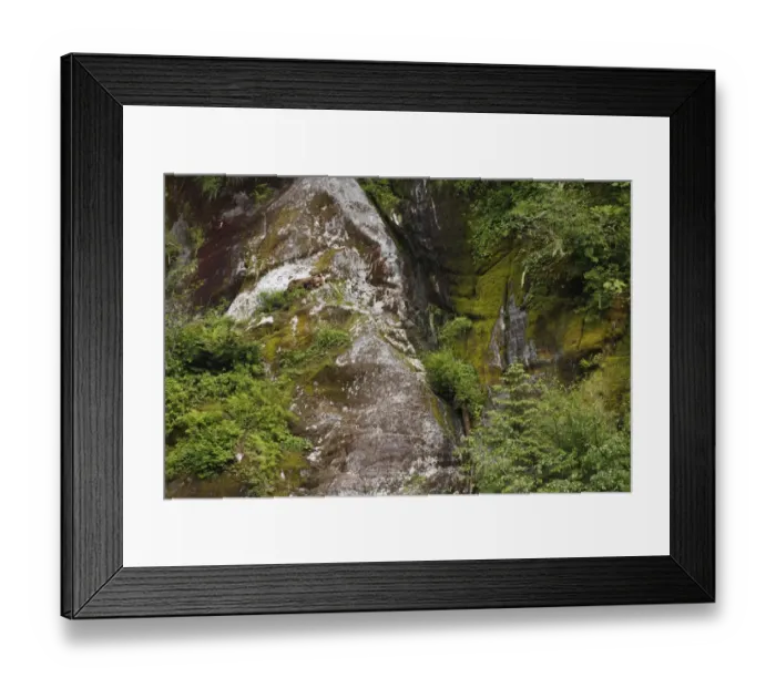 Framed Print : Grizzly Bear (Ursus arctos horribilis) adult, sleeping on cliff in temperate coastal rainforest habitat Framed Print : Grizzly Bear (Ursus arctos horribilis) adult, sleeping on cliff in temperate coastal rainforest habitat