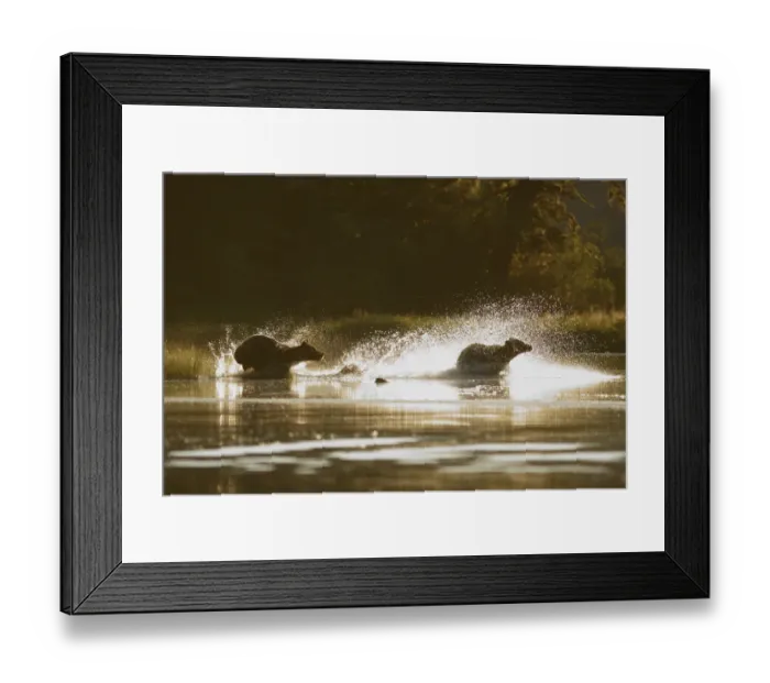 Framed Print : Grizzly Bear (Ursus arctos horribilis) two adults, mother chasing off another bear through water Framed Print : Grizzly Bear (Ursus arctos horribilis) two adults, mother chasing off another bear through water