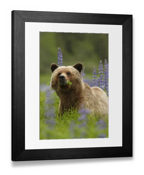 Framed Print : Grizzly Bear (Ursus arctos horribilis) adult, feeding on leaves, standing near Nootka Lupin (Lupinus nootkatensis) Framed Print : Grizzly Bear (Ursus arctos horribilis) adult, feeding on leaves, standing near Nootka Lupin (Lupinus nootkatensis)