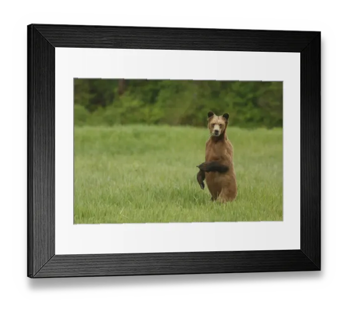 Framed Print : Grizzly Bear (Ursus arctos horribilis) adult, feeding on sedges, standing on back legs in clearing of temperate coastal Framed Print : Grizzly Bear (Ursus arctos horribilis) adult, feeding on sedges, standing on back legs in clearing of temperate coastal