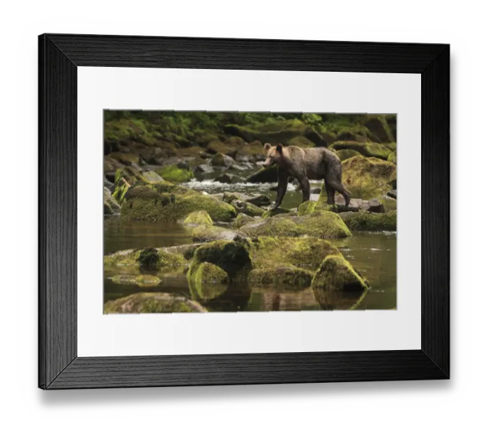 Framed Print : Grizzly Bear (Ursus arctos horribilis) adult, fishing for salmon, walking on rocks in river of temperate coastal Framed Print : Grizzly Bear (Ursus arctos horribilis) adult, fishing for salmon, walking on rocks in river of temperate coastal