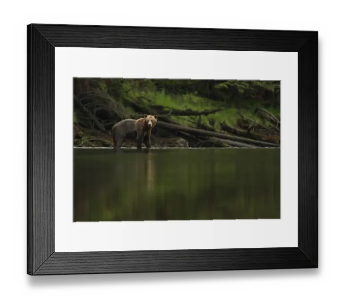 Framed Print : Grizzly Bear (Ursus arctos horribilis) subadult, standing in river of temperate coastal rainforest, Inside Passage Framed Print : Grizzly Bear (Ursus arctos horribilis) subadult, standing in river of temperate coastal rainforest, Inside Passage