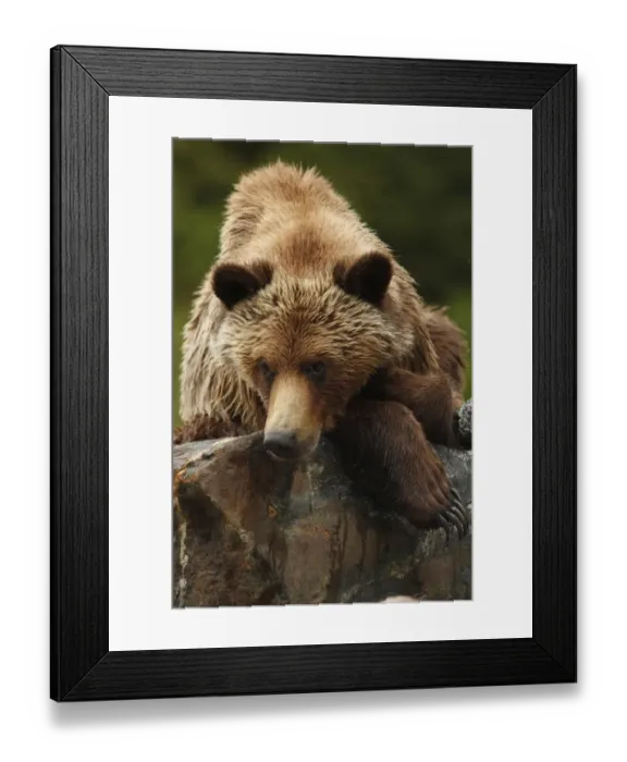Framed Print : Grizzly Bear (Ursus arctos horribilis) adult, resting on rock in temperate coastal rainforest, Inside Passage Framed Print : Grizzly Bear (Ursus arctos horribilis) adult, resting on rock in temperate coastal rainforest, Inside Passage
