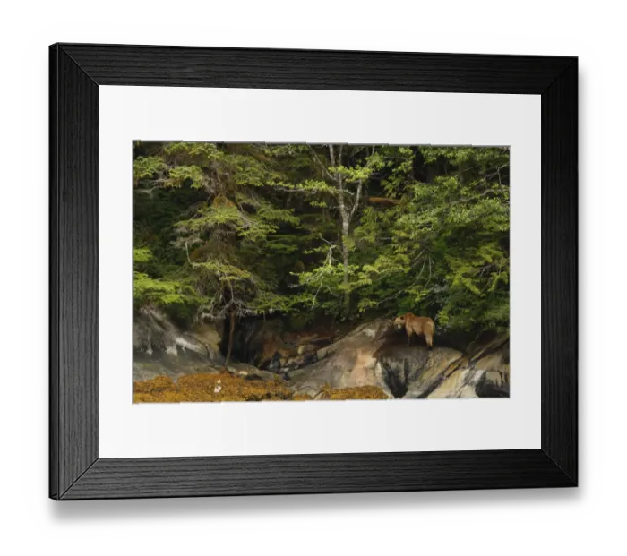 Framed Print : Grizzly Bear (Ursus arctos horribilis) adult female and cub, standing on shoreline in temperate coastal rainforest Framed Print : Grizzly Bear (Ursus arctos horribilis) adult female and cub, standing on shoreline in temperate coastal rainforest