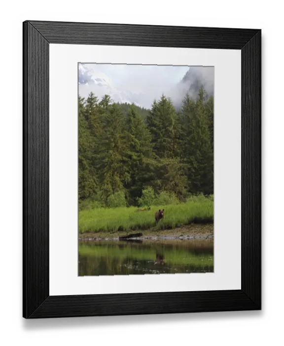 Framed Print : Grizzly Bear (Ursus arctos horribilis) two subadults, standing at edge of estuary in temperate coastal rainforest Framed Print : Grizzly Bear (Ursus arctos horribilis) two subadults, standing at edge of estuary in temperate coastal rainforest