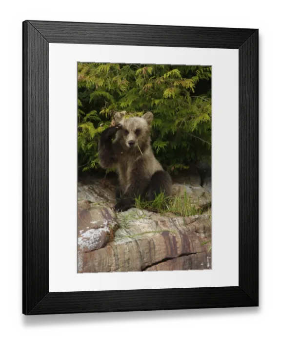 Framed Print : Grizzly Bear (Ursus arctos horribilis) cub, feeding on sedges, sitting on rock in temperate coastal rainforest