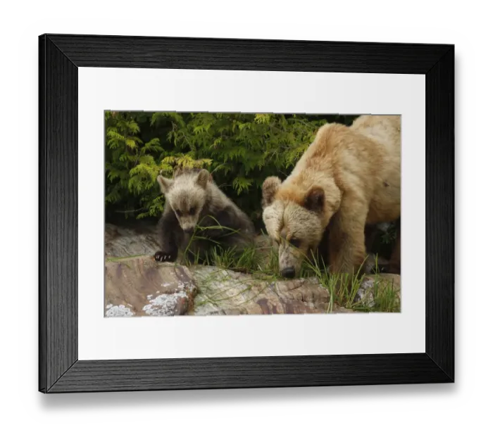 Framed Print : Grizzly Bear (Ursus arctos horribilis) adult female and cub, feeding on sedges in temperate coastal rainforest Framed Print : Grizzly Bear (Ursus arctos horribilis) adult female and cub, feeding on sedges in temperate coastal rainforest