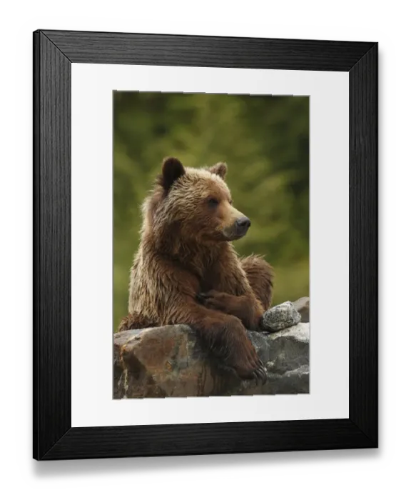 Framed Print : Grizzly Bear (Ursus arctos horribilis) adult, resting on rock in temperate coastal rainforest, Inside Passage Framed Print : Grizzly Bear (Ursus arctos horribilis) adult, resting on rock in temperate coastal rainforest, Inside Passage