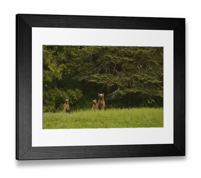 Framed Print : Grizzly Bear (Ursus arctos horribilis) adult female and two cubs, standing on back legs in clearing of temperate Framed Print : Grizzly Bear (Ursus arctos horribilis) adult female and two cubs, standing on back legs in clearing of temperate