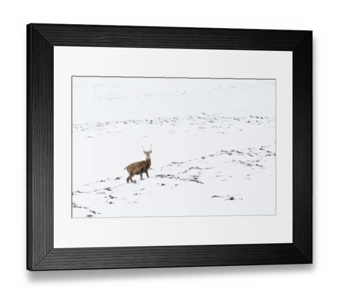 Framed Print : Red Deer (Cervus elaphus) stag, standing on snow covered mountainside during snowfall, Glen Clunie, Cairngorms N. P Framed Print : Red Deer (Cervus elaphus) stag, standing on snow covered mountainside during snowfall, Glen Clunie, Cairngorms N. P