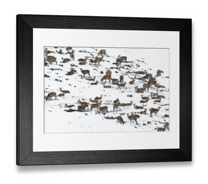 Framed Print : Red Deer (Cervus elaphus) hinds, juveniles and calves, herd resting on snow covered mountainside during snowfall Framed Print : Red Deer (Cervus elaphus) hinds, juveniles and calves, herd resting on snow covered mountainside during snowfall