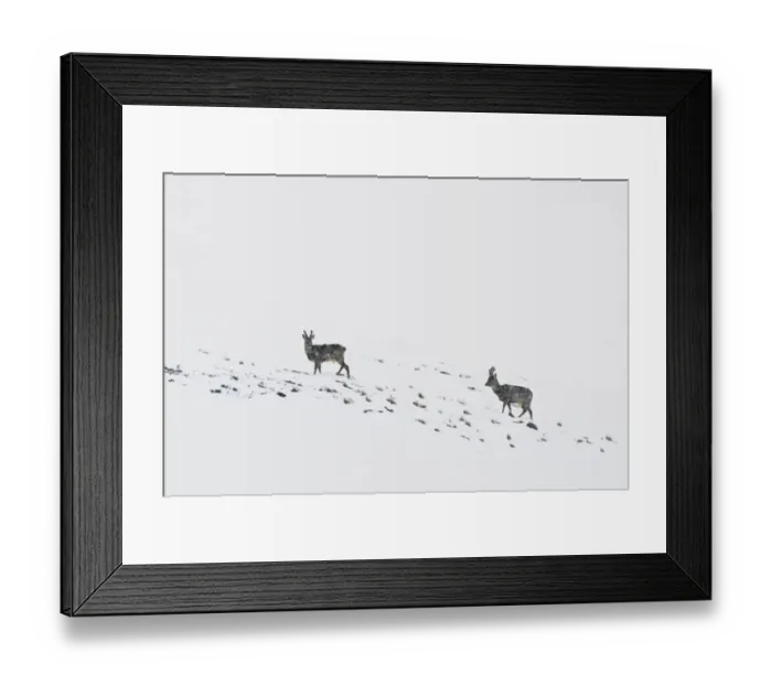 Framed Print : Western Roe Deer (Capreolus capreolus) two bucks, with antlers in velvet, standing on snow covered mountainside during