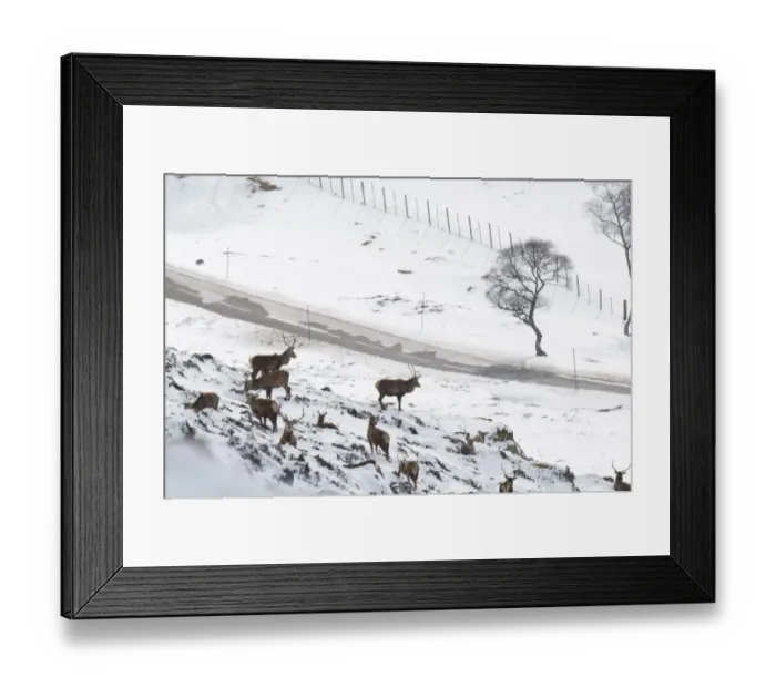 Framed Print : Red Deer (Cervus elaphus) stags, herd on snow covered mountainside high above A93 Old Military Road, Glen Clunie