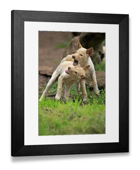 Framed Print : Dingo (Canis familiaris dingo) two pups, playfighting, Australia, November Framed Print : Dingo (Canis familiaris dingo) two pups, playfighting, Australia, November