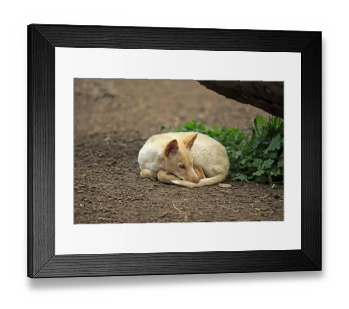 Framed Print : Dingo (Canis familiaris dingo) pup, resting, Australia, November Framed Print : Dingo (Canis familiaris dingo) pup, resting, Australia, November