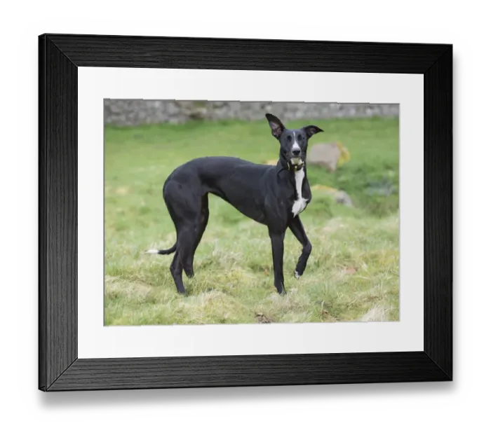 Framed Print : Domestic Dog, mongrel (Greyhound crossbreed), adult, wearing collar, standing on grass, Allendale, Northumberland Framed Print : Domestic Dog, mongrel (Greyhound crossbreed), adult, wearing collar, standing on grass, Allendale, Northumberland