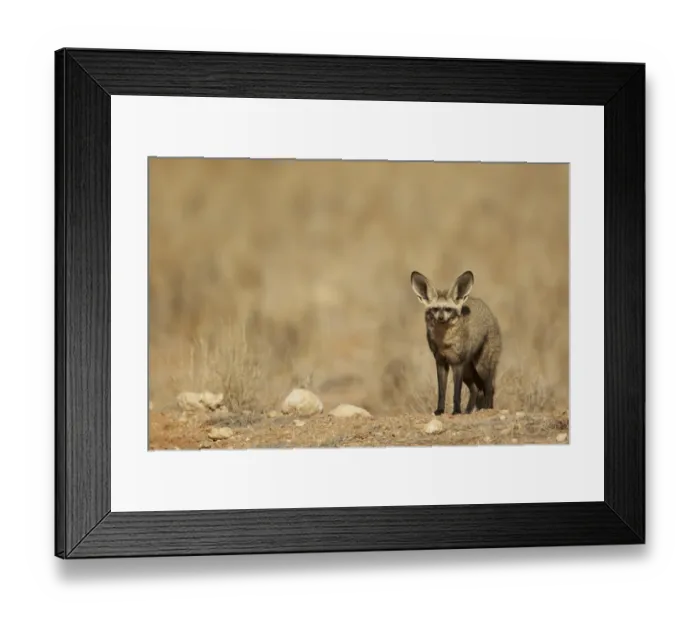 Framed Print : Bat-eared Fox (Otocyon megalotis) adult, standing on ridge, Namib-Naukluft Desert, Namibia, August Framed Print : Bat-eared Fox (Otocyon megalotis) adult, standing on ridge, Namib-Naukluft Desert, Namibia, August