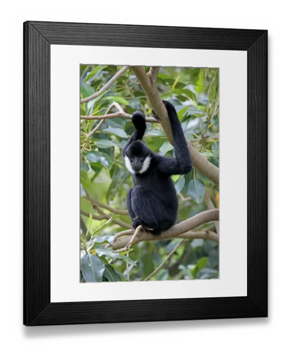 Framed Print : Northern White-cheeked Gibbon (Nomascus leucogenys) adult male, sitting on branch (captive)