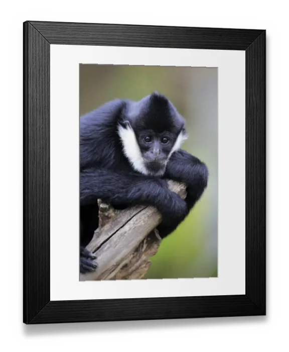 Framed Print : Northern White-cheeked Gibbon (Nomascus leucogenys) subadult male, resting on branch (captive) Framed Print : Northern White-cheeked Gibbon (Nomascus leucogenys) subadult male, resting on branch (captive)